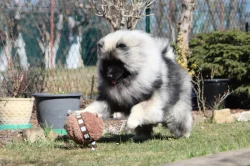 Německý špic vlčí / keeshond prodám krásná štěňata s PP