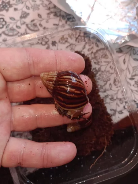 Lissachatina imaculata imaculata