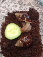 Lissachatina imaculata imaculata