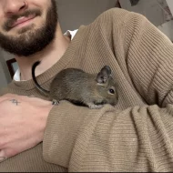 mladý samec Osmák degu