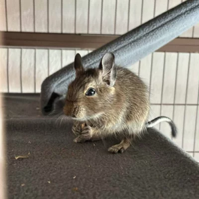 mladý samec Osmák degu