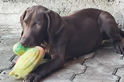 Nabídka štěněte KO