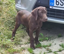 Nabídka štěněte KO