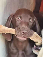 Nabídka štěněte KO