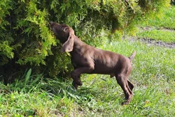 Nabídka štěněte KO