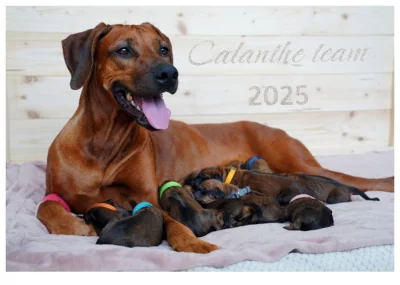 Štěně Rhodéský Ridgeback s PP