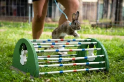 Postroje a vodítka pro králíky MALGIE