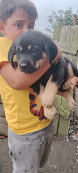 Kříženci Německého ovčáka a luisianskeho leopardiho psa