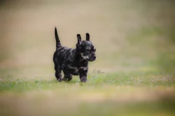 Čínský chocholatý pes s PP