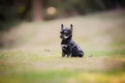 Čínský chocholatý pes s PP