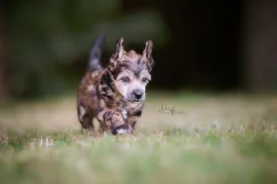 Čínský chocholatý pes s PP