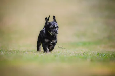 Čínský chocholatý pes s PP