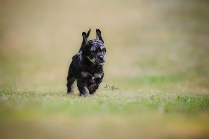 Čínský chocholatý pes s PP