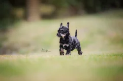 Čínský chocholatý pes s PP