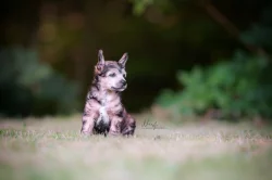 Čínský chocholatý pes s PP