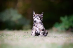 Čínský chocholatý pes s PP