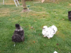 Kohouti hedvabničky USA