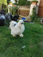 Kohouti hedvabničky USA