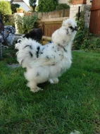 Kohouti hedvabničky USA