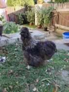 Kohouti hedvabničky USA