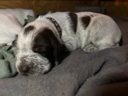 Italský spinone štěně