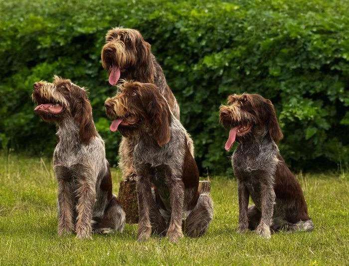 Italský spinone štěně