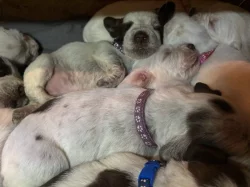 Italský spinone štěně