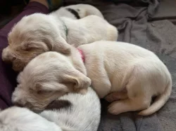 Italský spinone štěně