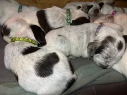 Italský spinone štěně