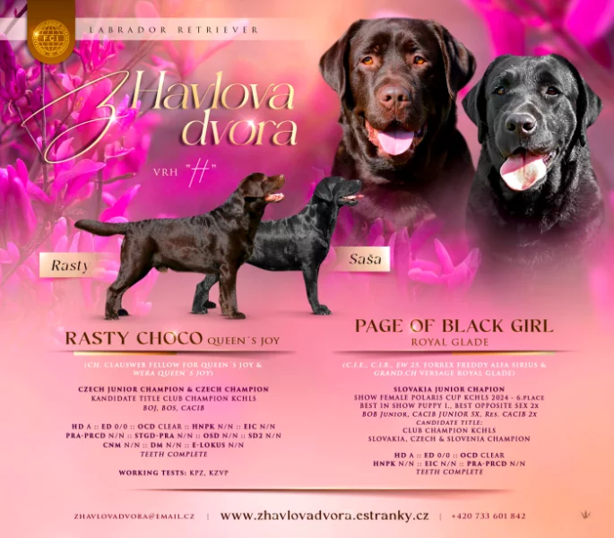 Labradorský retrívr s PP - černá, hnědá a žlutá