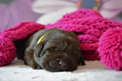 Labradorský retrívr s PP - černá, hnědá a žlutá