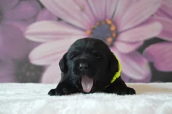 Labradorský retrívr s PP - černá, hnědá a žlutá