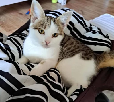 Kočička Kazeta hledá nový domov