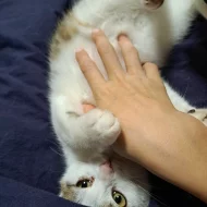 Kočička Kazeta hledá nový domov