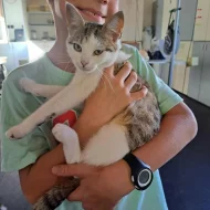 Kočička Kazeta hledá nový domov