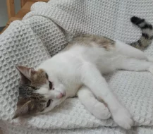 Kočička Kazeta hledá nový domov