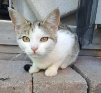 Kočička Kazeta hledá nový domov