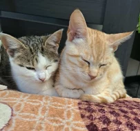 Kočička Kazeta hledá nový domov