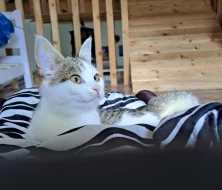 Kočička Kazeta hledá nový domov
