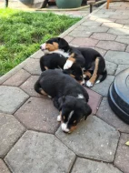 Apenzelský salašnický pes