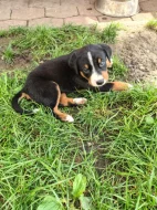 Apenzelský salašnický pes