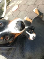 Apenzelský salašnický pes