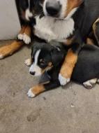 Apenzelský salašnický pes