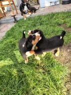 Apenzelský salašnický pes