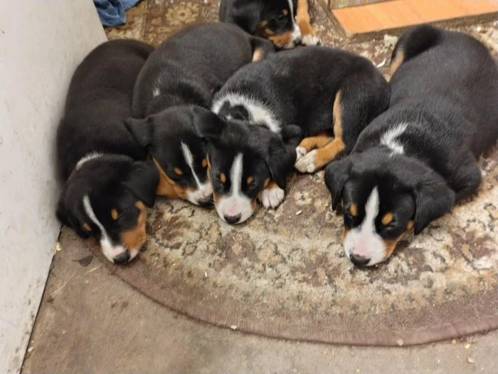 Apenzelský salašnický pes