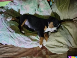 Apenzelský salašnický pes