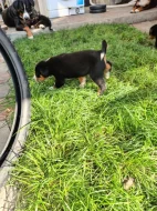 Apenzelský salašnický pes