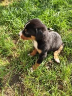 Apenzelský salašnický pes