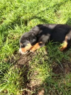 Apenzelský salašnický pes