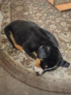 Apenzelský salašnický pes